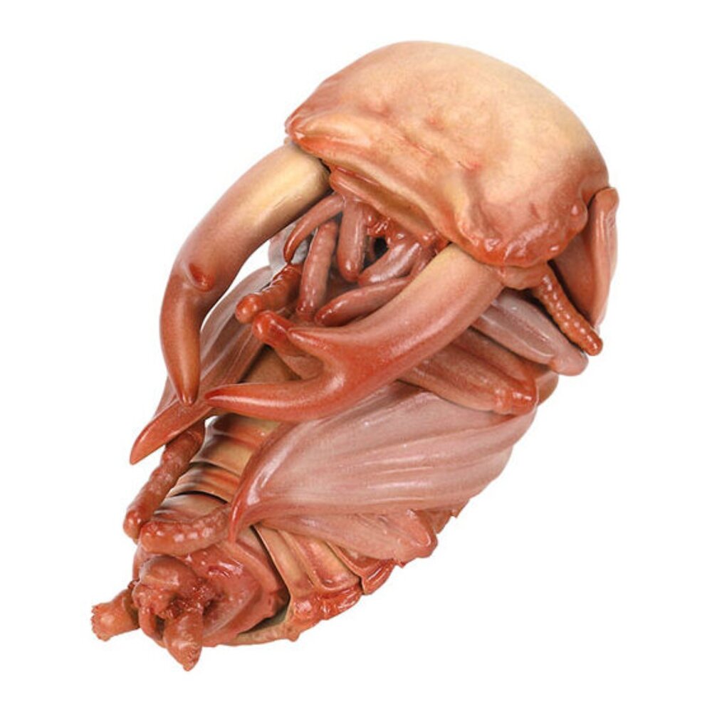 🔥現貨🔥生物大圖鑑 鍬形蟲10 萬代 扭蛋 轉蛋 彩虹鍬形蟲 蟲蛹生物大圖鑑 鍬形蟲 萬代 扭蛋-圖片-8