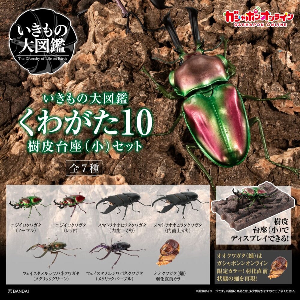 🔥現貨🔥生物大圖鑑鍬形蟲10萬代扭蛋轉蛋彩虹鍬形蟲蟲蛹生物大圖鑑鍬形蟲萬代扭蛋