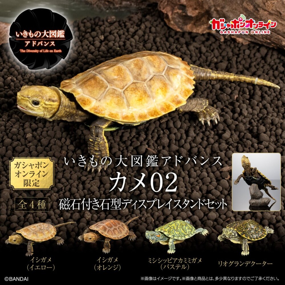 🔥現貨🔥生物大圖鑑 進擊 烏龜02 萬代 扭蛋 轉蛋 Advance 彩龜 紅耳龜 巴西龜生物大圖鑑 烏龜 萬代 扭蛋-圖片-1