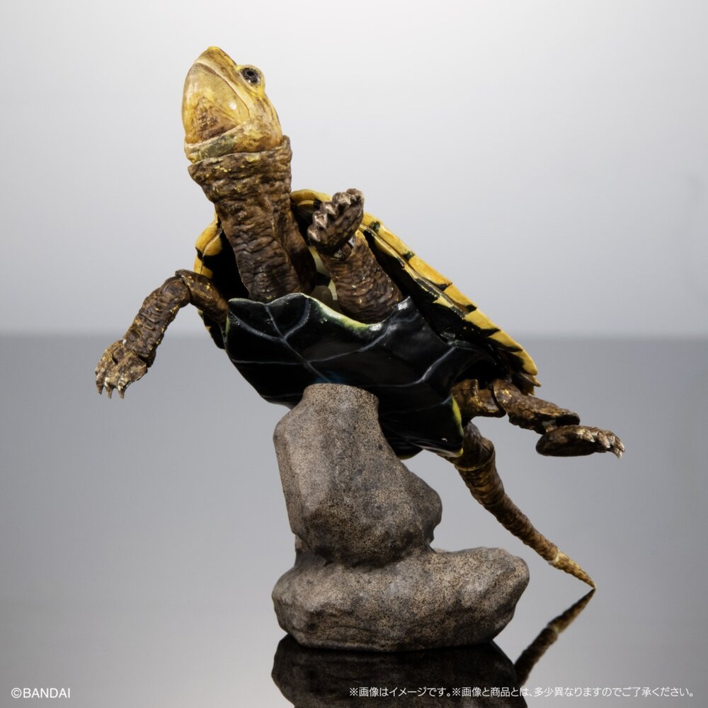 🔥現貨🔥生物大圖鑑 進擊 烏龜02 萬代 扭蛋 轉蛋 Advance 彩龜 紅耳龜 巴西龜生物大圖鑑 烏龜 萬代 扭蛋-圖片-2