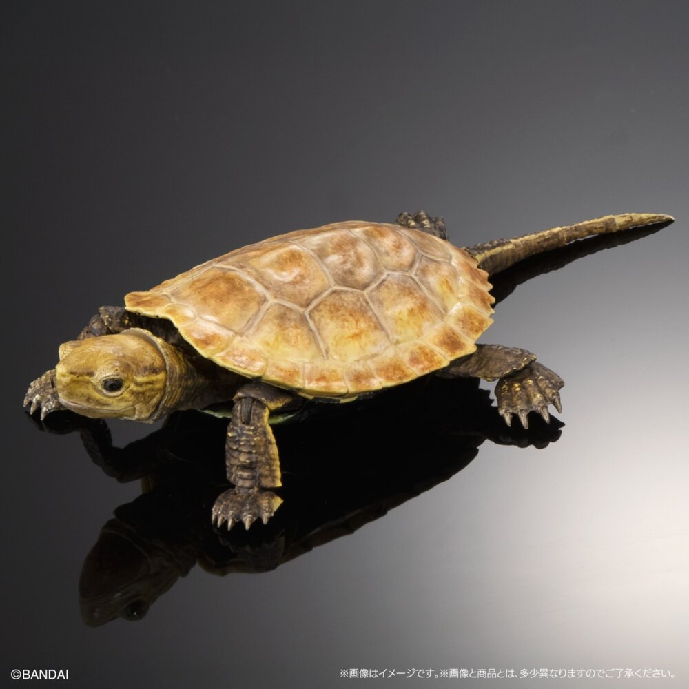 🔥現貨🔥生物大圖鑑 進擊 烏龜02 萬代 扭蛋 轉蛋 Advance 彩龜 紅耳龜 巴西龜生物大圖鑑 烏龜 萬代 扭蛋-圖片-4
