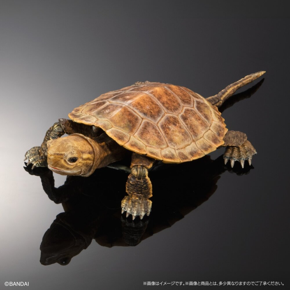 🔥現貨🔥生物大圖鑑 進擊 烏龜02 萬代 扭蛋 轉蛋 Advance 彩龜 紅耳龜 巴西龜生物大圖鑑 烏龜 萬代 扭蛋-圖片-5