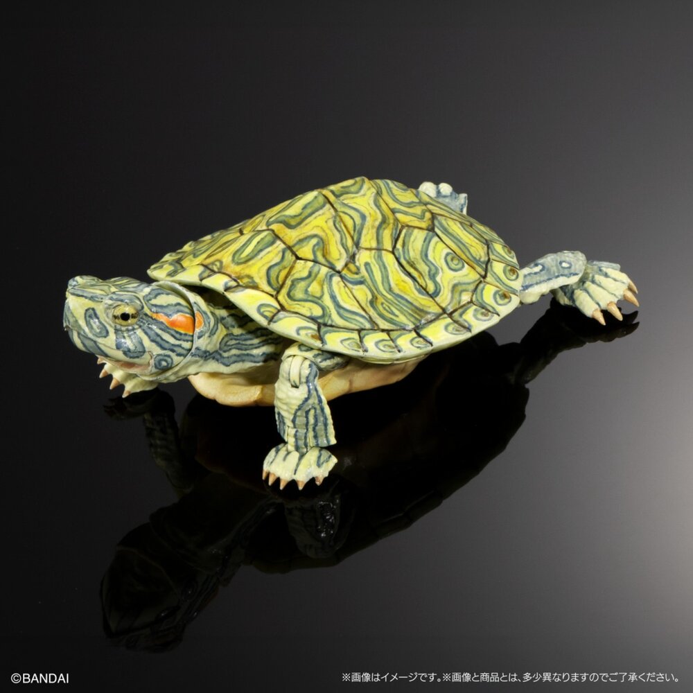 🔥現貨🔥生物大圖鑑 進擊 烏龜02 萬代 扭蛋 轉蛋 Advance 彩龜 紅耳龜 巴西龜生物大圖鑑 烏龜 萬代 扭蛋-圖片-6