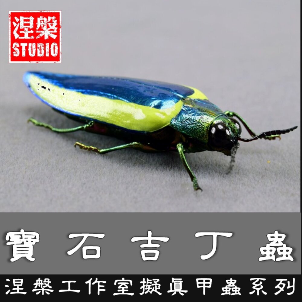 250422201132-🔥現貨🔥黃邊寶石吉丁蟲模型 涅槃工作室 甲蟲 昆蟲 擬真模型 擺飾 磁鐵 涅盤 幾丁蟲