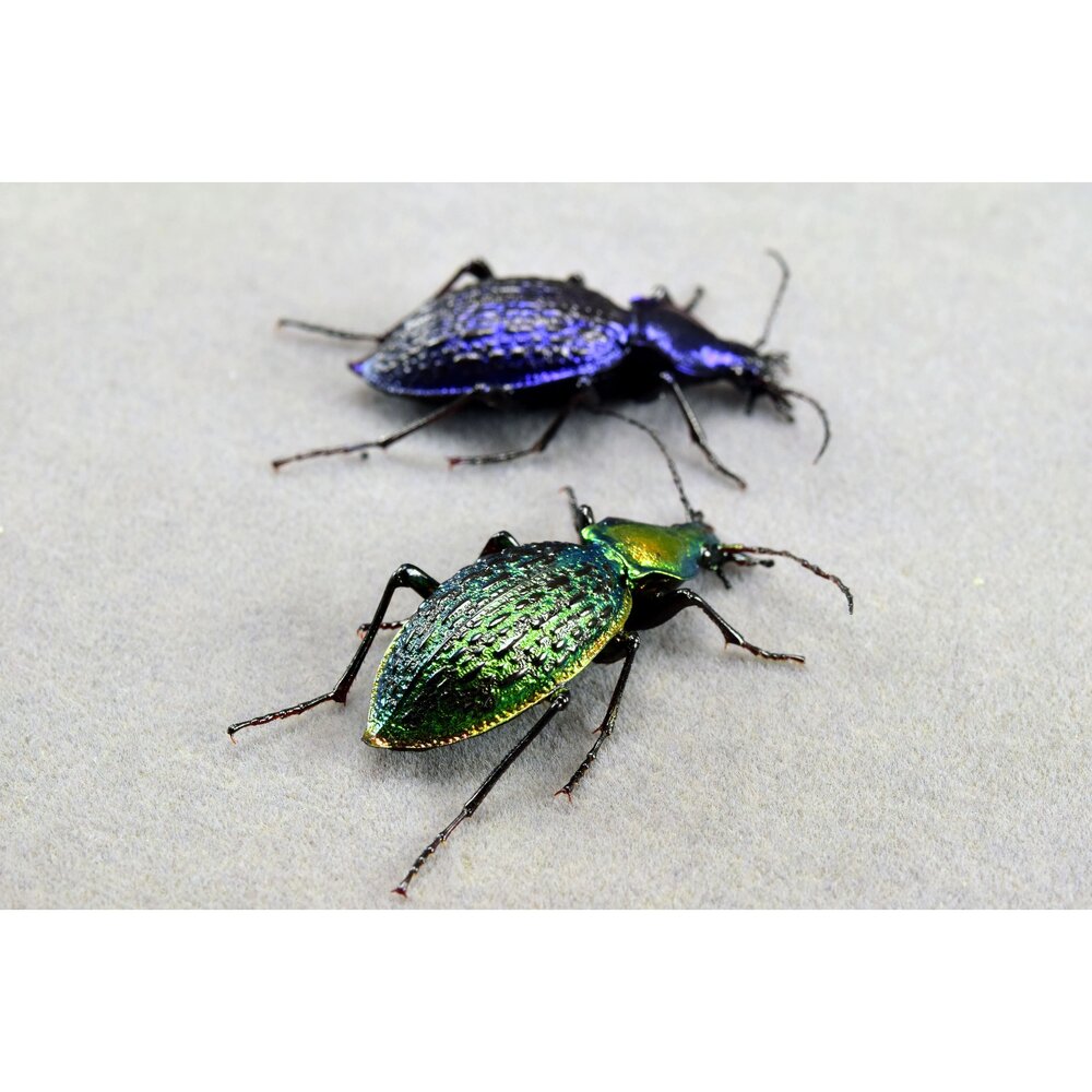 🕛預購🕛拉步甲模型 涅槃工作室 甲蟲 昆蟲 螞蟻 步行蟲 擬真模型 擺飾 磁鐵 涅盤-圖片-1