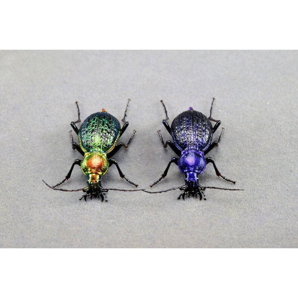 🕛預購🕛拉步甲模型 涅槃工作室 甲蟲 昆蟲 螞蟻 步行蟲 擬真模型 擺飾 磁鐵 涅盤-圖片-2
