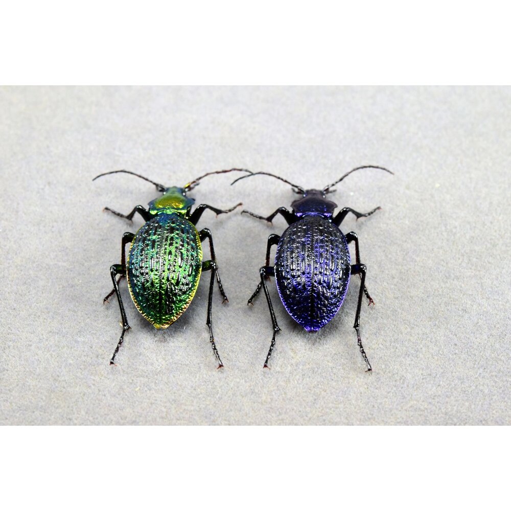 🕛預購🕛拉步甲模型 涅槃工作室 甲蟲 昆蟲 螞蟻 步行蟲 擬真模型 擺飾 磁鐵 涅盤-圖片-3