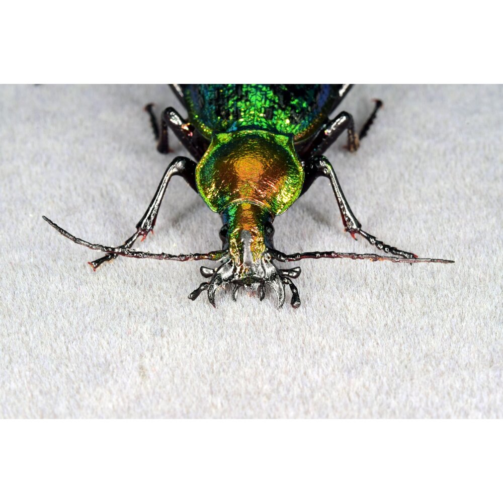 🕛預購🕛拉步甲模型 涅槃工作室 甲蟲 昆蟲 螞蟻 步行蟲 擬真模型 擺飾 磁鐵 涅盤-圖片-4