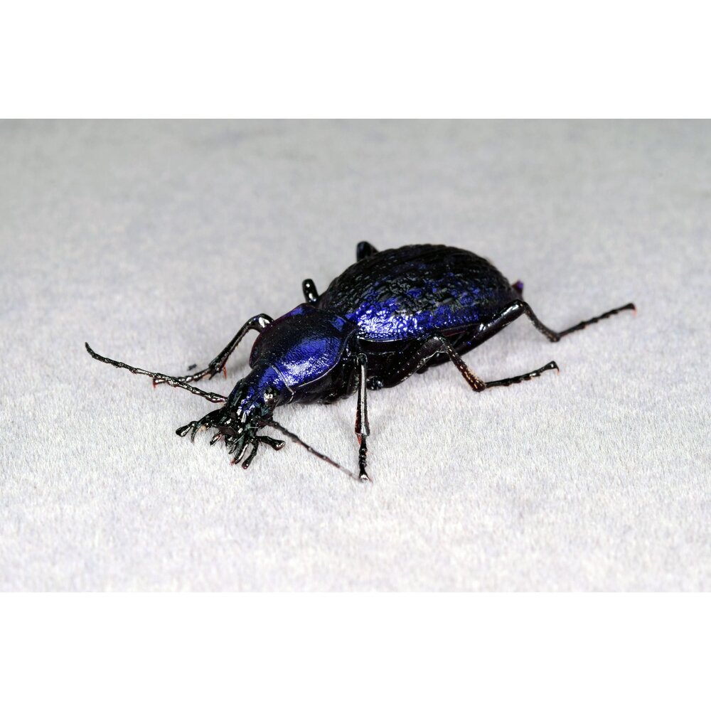 🕛預購🕛拉步甲模型 涅槃工作室 甲蟲 昆蟲 螞蟻 步行蟲 擬真模型 擺飾 磁鐵 涅盤-圖片-5