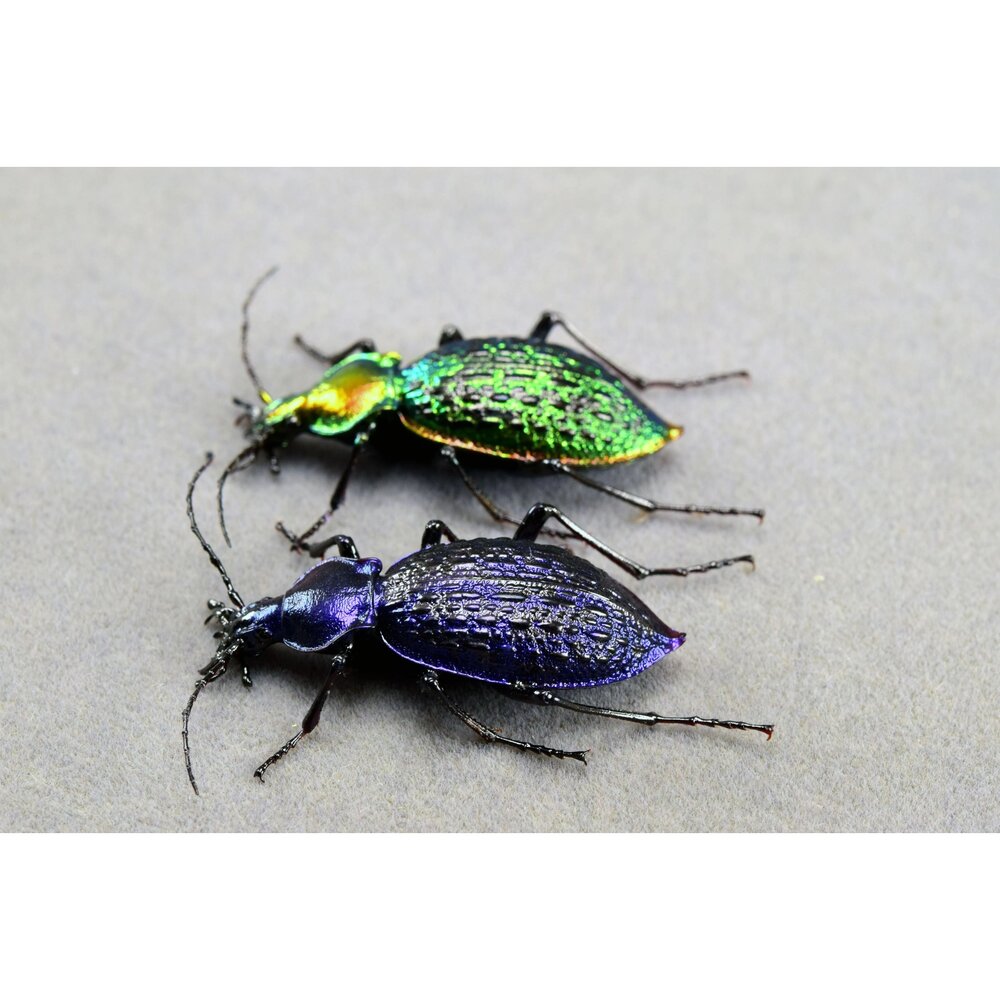 🕛預購🕛拉步甲模型 涅槃工作室 甲蟲 昆蟲 螞蟻 步行蟲 擬真模型 擺飾 磁鐵 涅盤-圖片-7