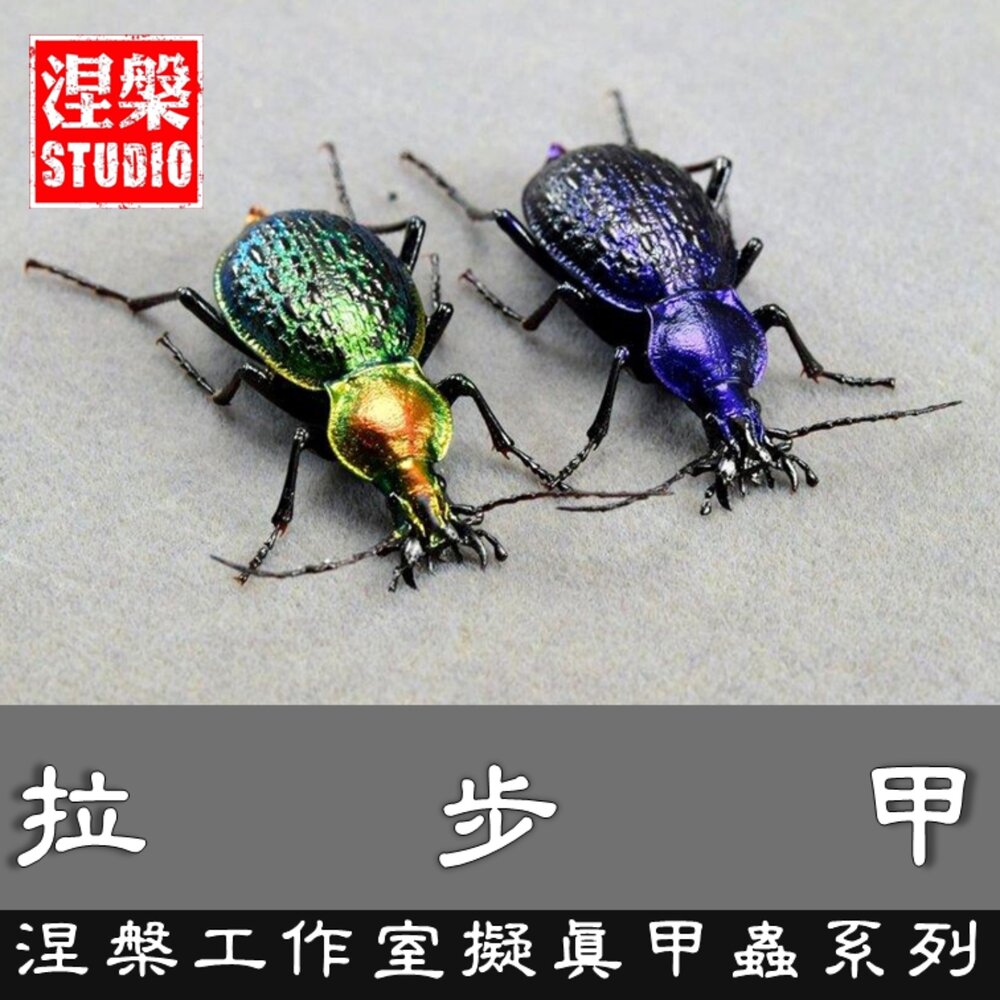 250504170037-🕛預購🕛拉步甲模型 涅槃工作室 甲蟲 昆蟲 螞蟻 步行蟲 擬真模型 擺飾 磁鐵 涅盤