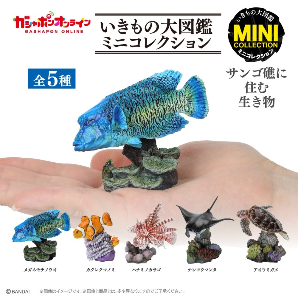 🔥現貨🔥生物大圖鑑 mini 珊瑚礁生物 萬代 扭蛋 轉蛋 蘇眉魚 拿破崙 龍王鯛 海龜 綠蠵龜 珊瑚生物大圖鑑-圖片-1