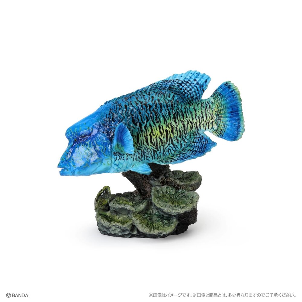 🔥現貨🔥生物大圖鑑 mini 珊瑚礁生物 萬代 扭蛋 轉蛋 蘇眉魚 拿破崙 龍王鯛 海龜 綠蠵龜 珊瑚生物大圖鑑-圖片-2