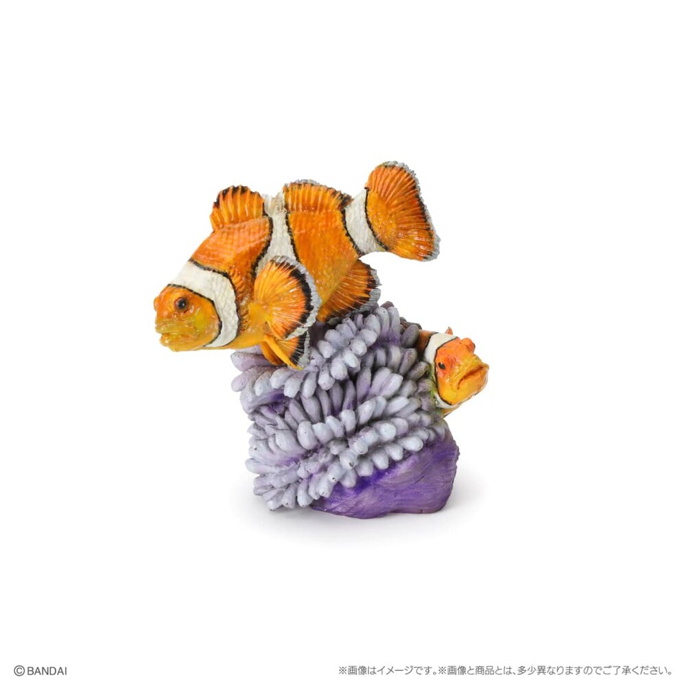 🔥現貨🔥生物大圖鑑 mini 珊瑚礁生物 萬代 扭蛋 轉蛋 蘇眉魚 拿破崙 龍王鯛 海龜 綠蠵龜 珊瑚生物大圖鑑-圖片-3