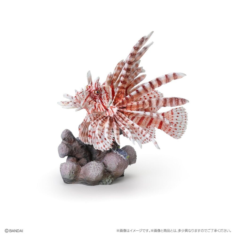 🔥現貨🔥生物大圖鑑 mini 珊瑚礁生物 萬代 扭蛋 轉蛋 蘇眉魚 拿破崙 龍王鯛 海龜 綠蠵龜 珊瑚生物大圖鑑-圖片-4