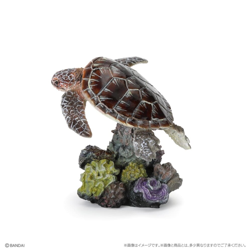 🔥現貨🔥生物大圖鑑 mini 珊瑚礁生物 萬代 扭蛋 轉蛋 蘇眉魚 拿破崙 龍王鯛 海龜 綠蠵龜 珊瑚生物大圖鑑-圖片-6