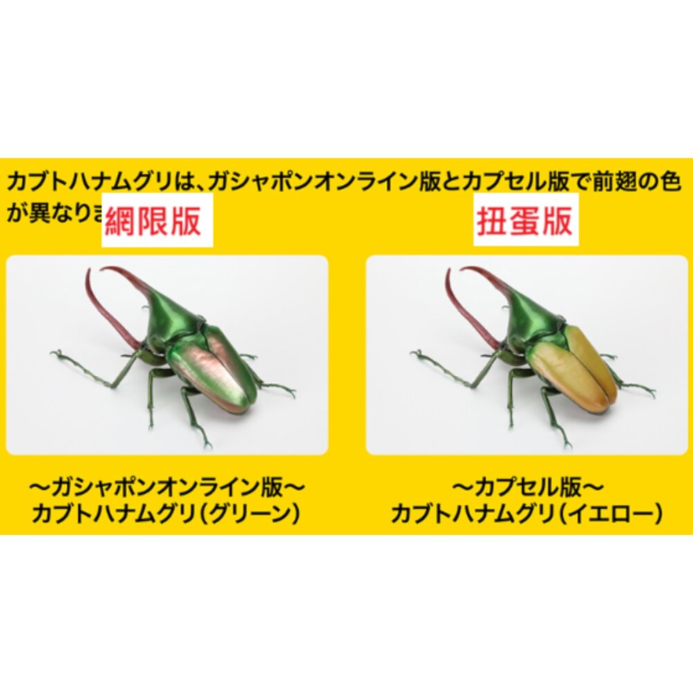 🔥現貨🔥生物大圖鑑 甲蟲09 萬代 扭蛋 轉蛋 獨角仙 大兜蟲 長戟大兜蟲生物大圖鑑 甲蟲 萬代 扭蛋-圖片-7