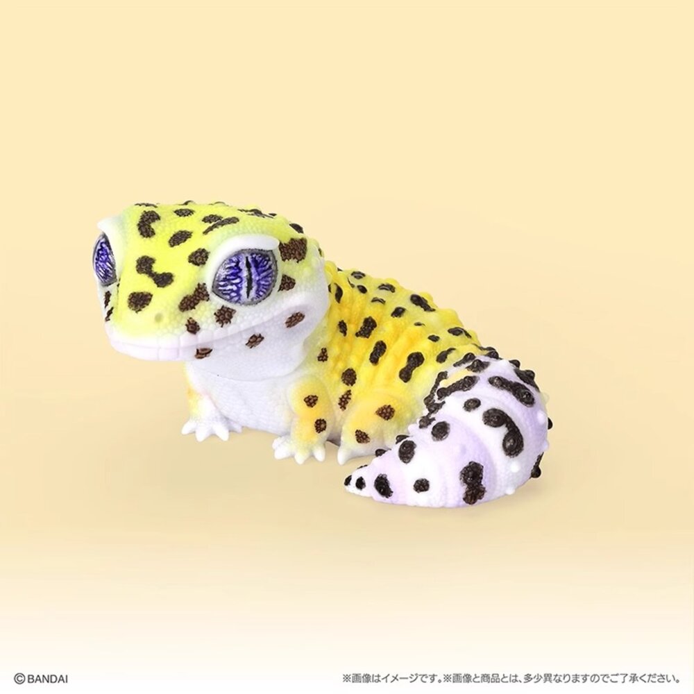 🕛9月預購🕛生物大圖鑑軟膠公仔 豹紋壁虎與睫角守宮 萬代 扭蛋 轉蛋 大球 90mm生物大圖鑑 軟膠 守宮 萬代 扭蛋-圖片-2