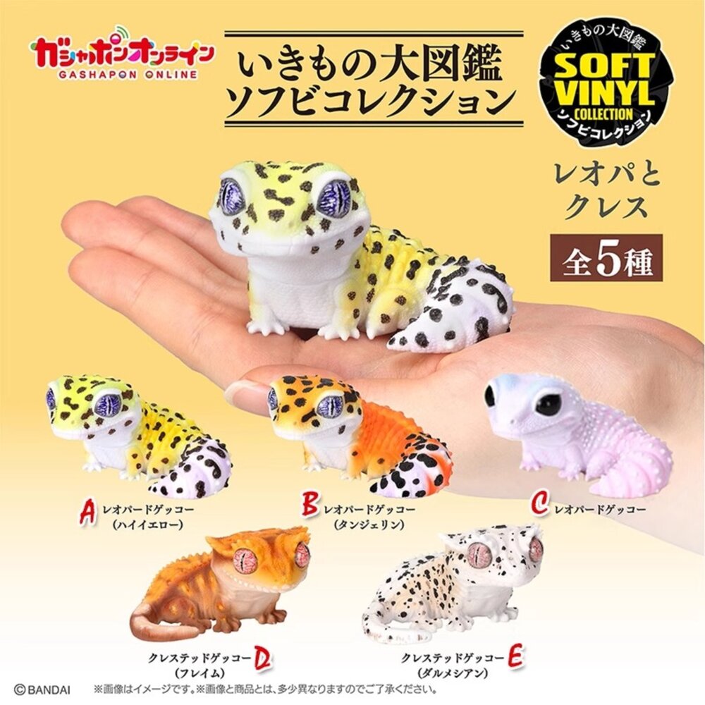 250605200656-🕛9月預購🕛生物大圖鑑軟膠公仔 豹紋壁虎與睫角守宮 萬代 扭蛋 轉蛋 大球 90mm