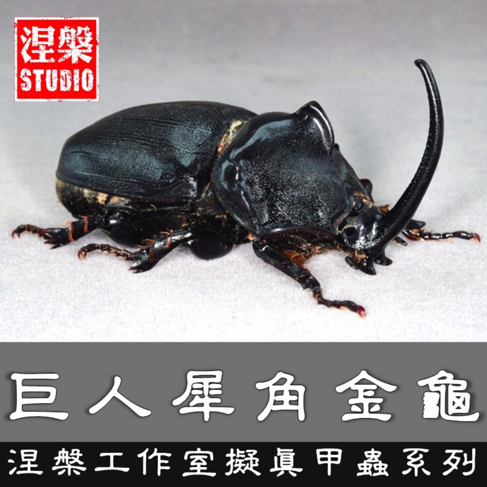 250828200608-🔥現貨🔥巨人犀角金龜模型 涅槃工作室 甲蟲 昆蟲 鍬形蟲 擬真模型 擺飾 磁鐵 巨人柱犀金龜