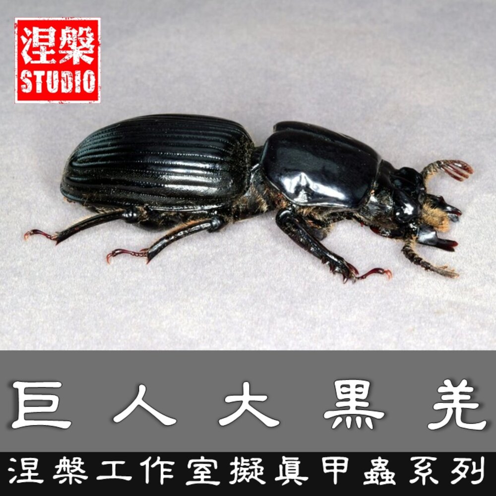 260426153215-🔥現貨🔥巨人大黑羌 涅槃工作室 黑艷蟲 擬真模型 擺飾 磁鐵 涅盤 大黑艷蟲