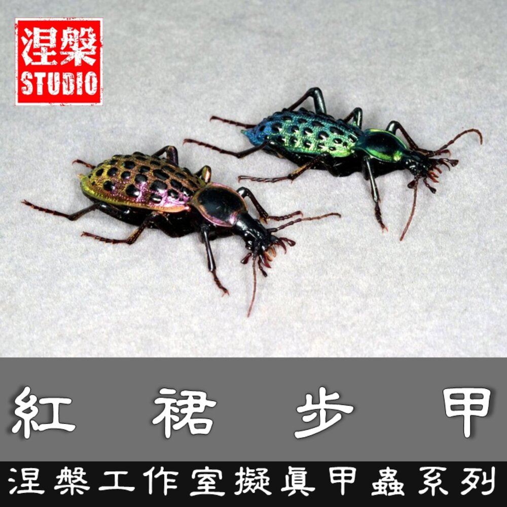 260426154424-🔥現貨🔥紅裙步甲 涅槃工作室 步甲 步形蟲 甲蟲 擬真模型 擺飾 磁鐵 涅盤