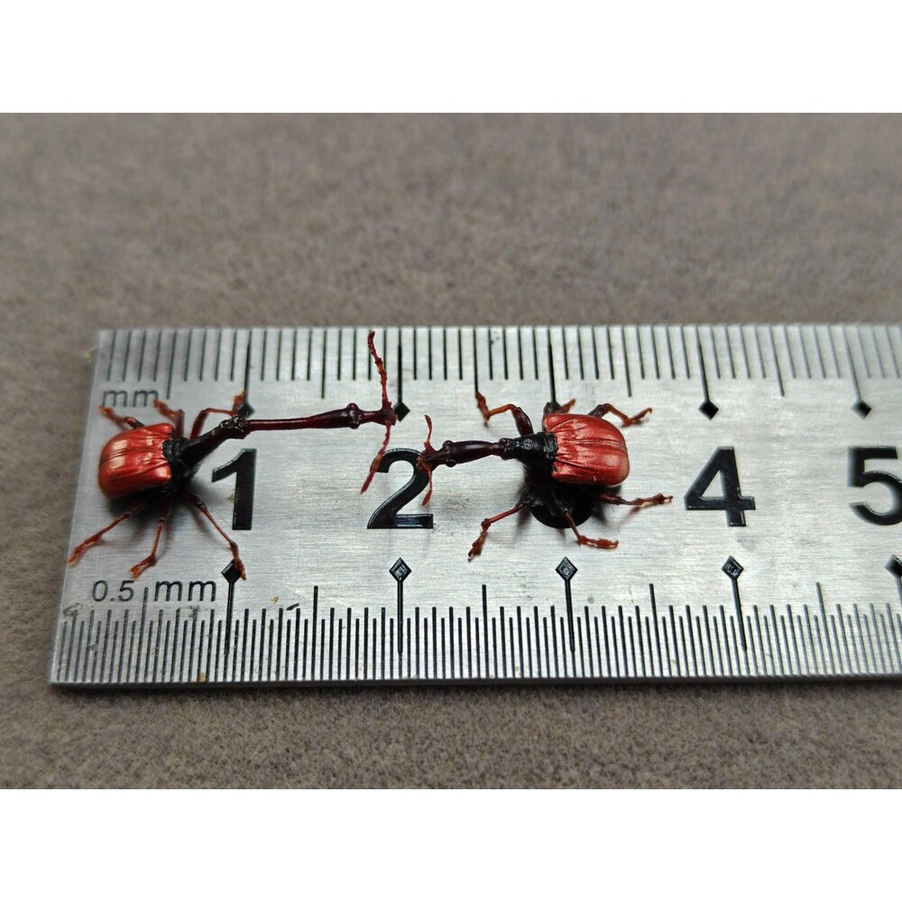 🔥現貨🔥長頸捲葉象鼻蟲 涅槃工作室 象甲 甲蟲 擬真模型 擺飾 磁鐵 涅盤長頸捲葉象鼻蟲-圖片-6