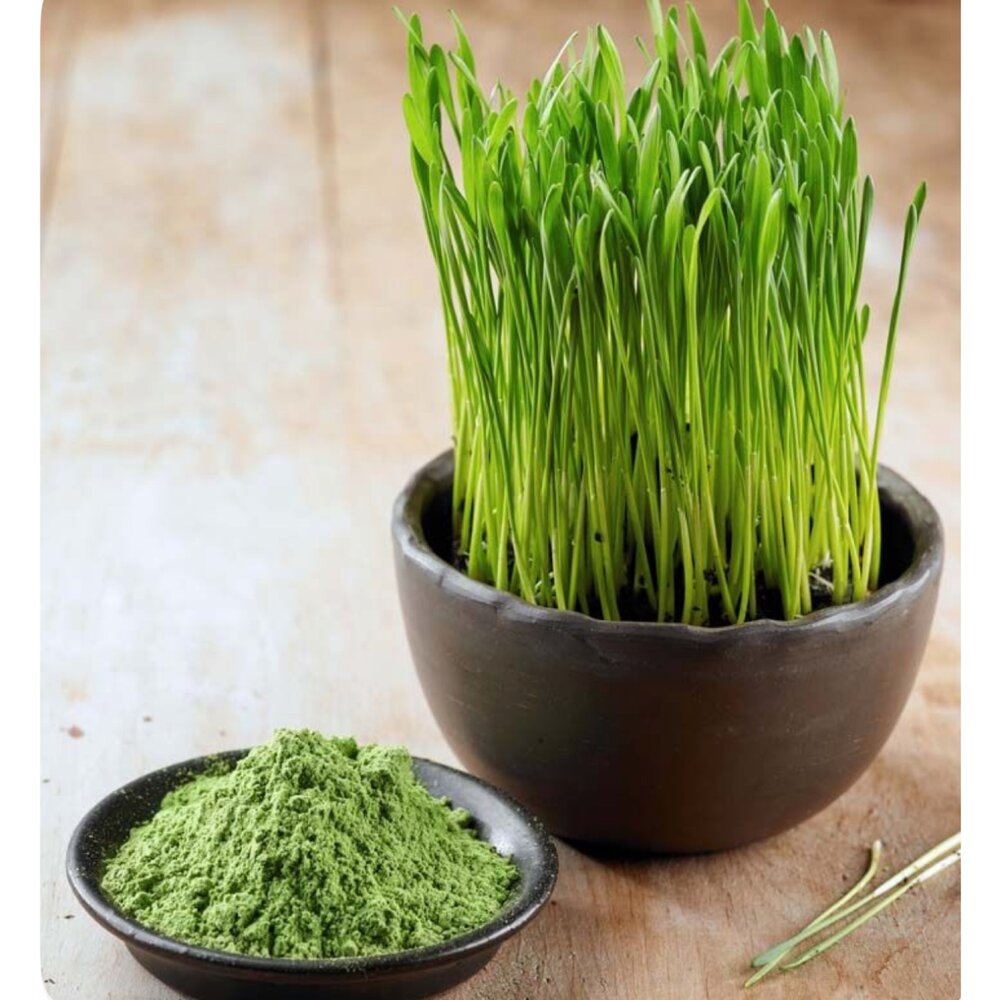 火山小麥草汁粉(檸檬口味) ~真正來自猶他州-圖片-4