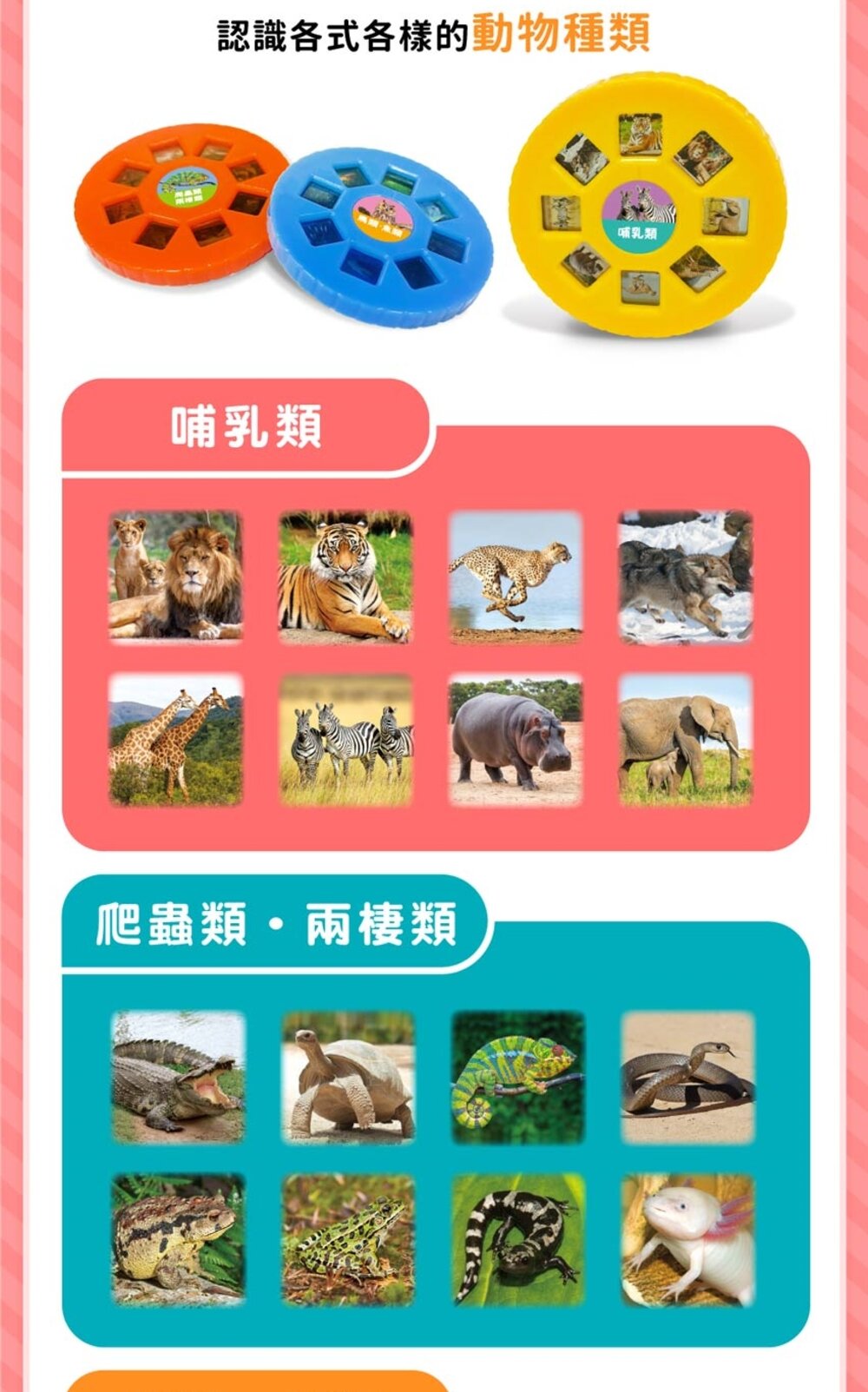 媽媽買 有聲投影手電筒 華碩文化 小百科 繪本 童書 投影手電筒 吼~吼~ 恐龍來了 前進動物王國 厚紙書-圖片-17