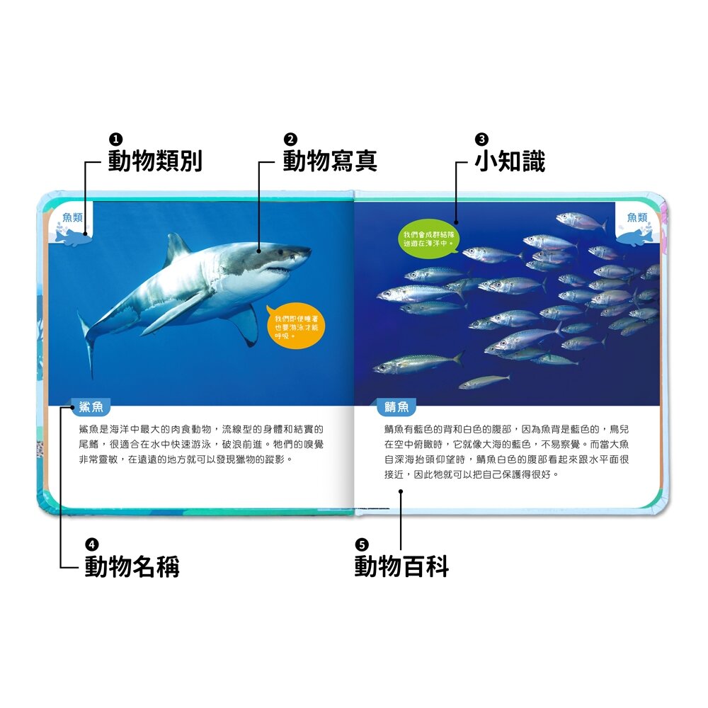媽媽買 有聲投影手電筒 華碩文化 小百科 繪本 童書 投影手電筒 吼~吼~ 恐龍來了 前進動物王國 厚紙書-圖片-3