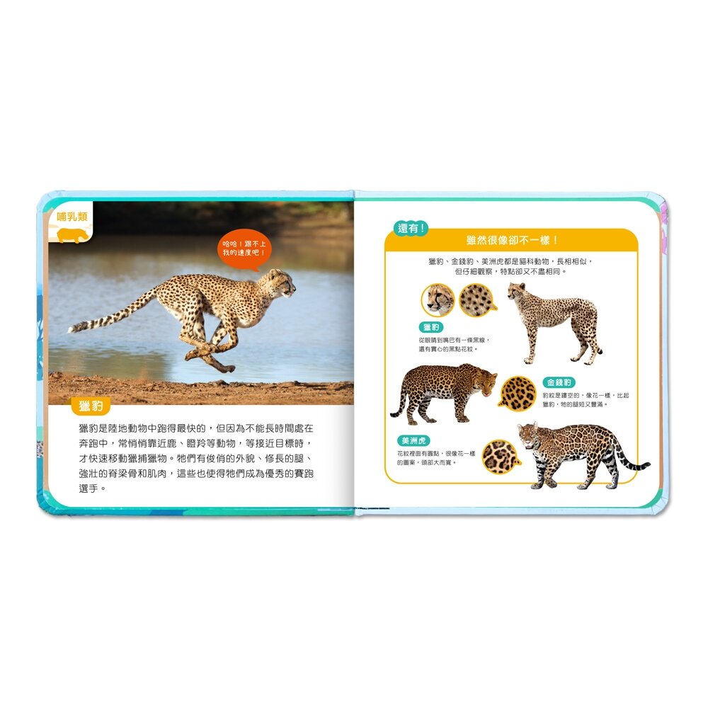 媽媽買 有聲投影手電筒 華碩文化 小百科 繪本 童書 投影手電筒 吼~吼~ 恐龍來了 前進動物王國 厚紙書-圖片-4