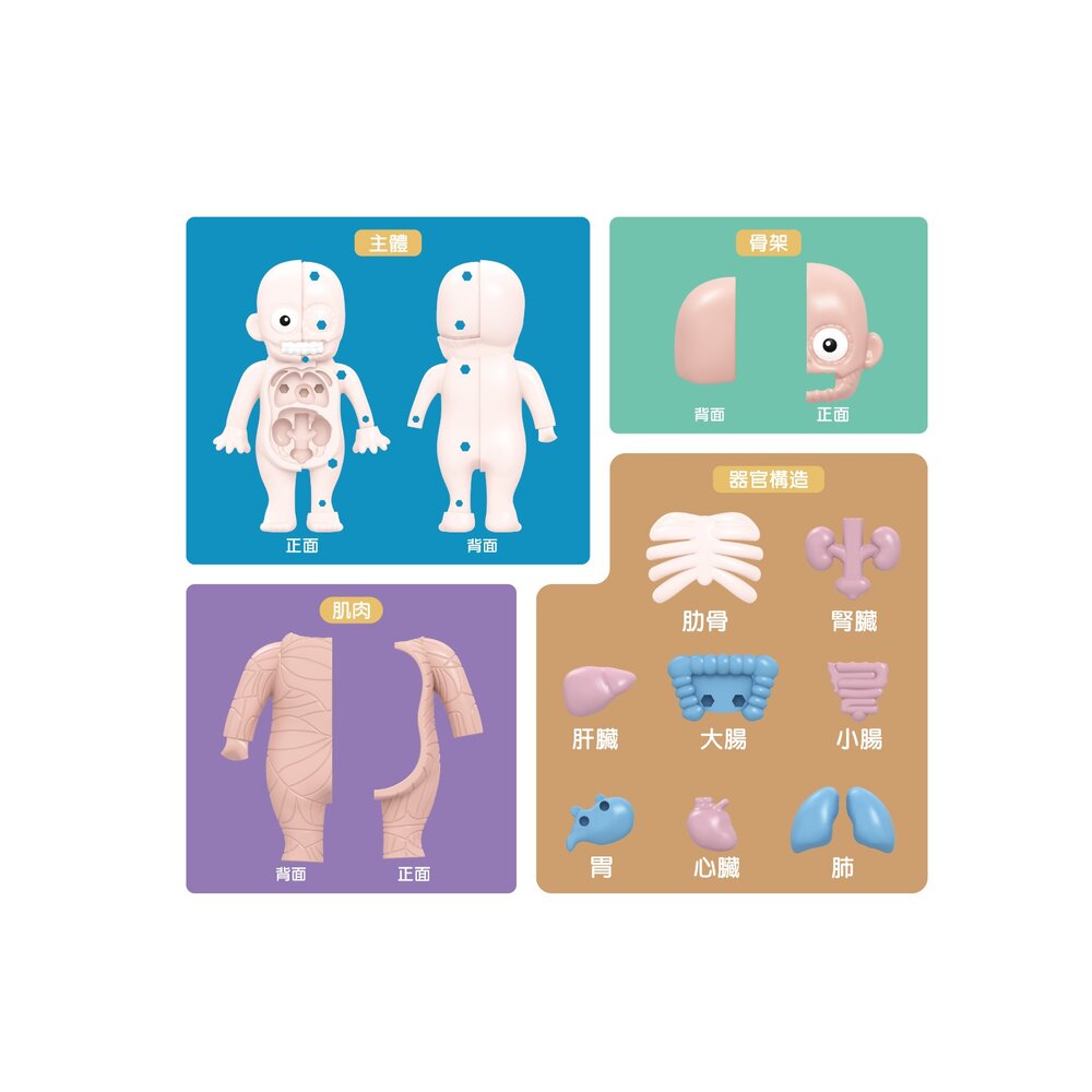 媽媽買 人體器官模型 樂彩森林 兒童科學玩具 STEAM玩具 五歲玩具推薦 人體結構教具 可拆解教具-圖片-1