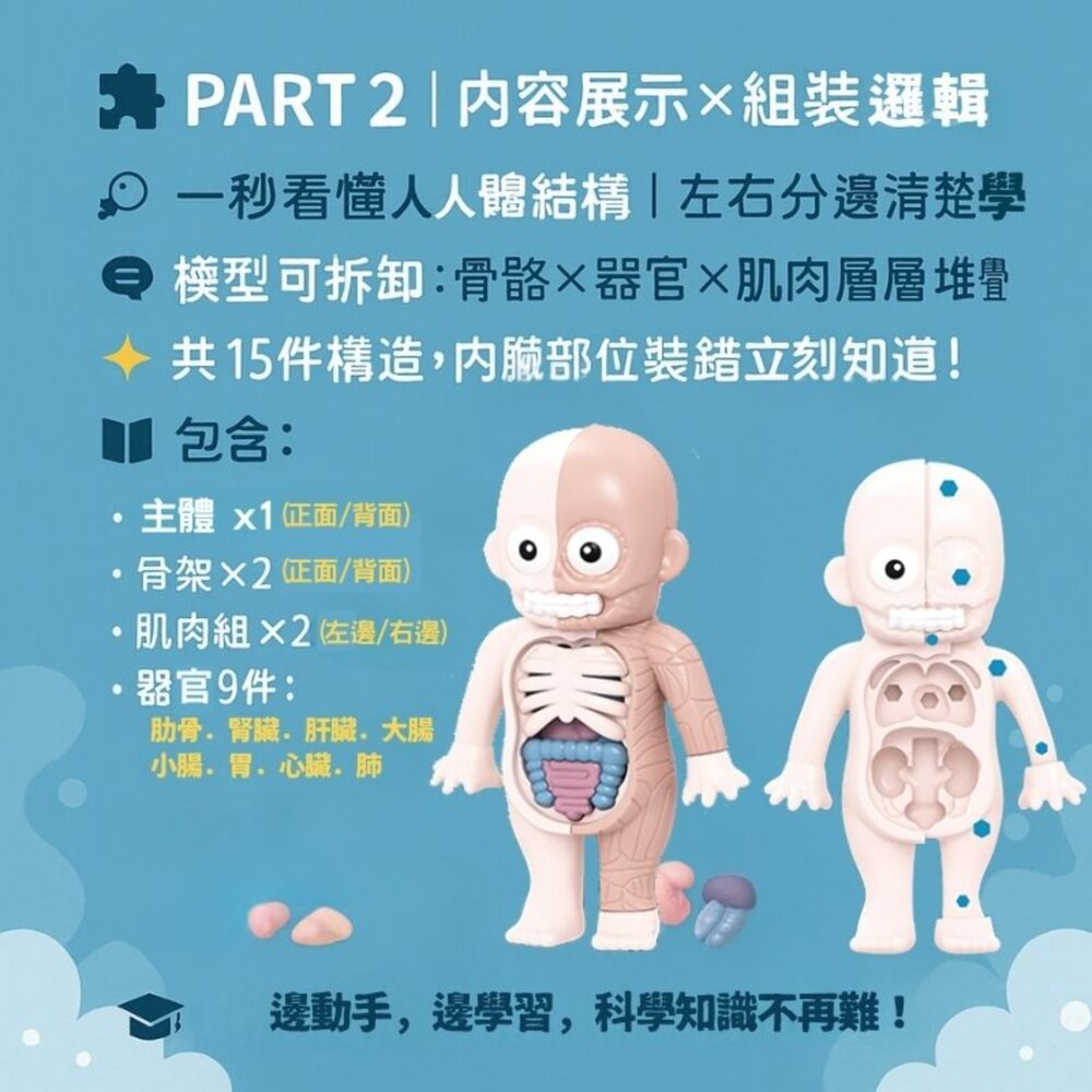 媽媽買 人體器官模型 樂彩森林 兒童科學玩具 STEAM玩具 五歲玩具推薦 人體結構教具 可拆解教具-圖片-4