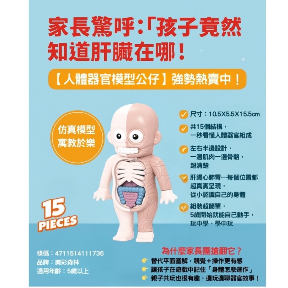000993-媽媽買 人體器官模型 樂彩森林 兒童科學玩具 STEAM玩具 五歲玩具推薦 人體結構教具 可拆解教具