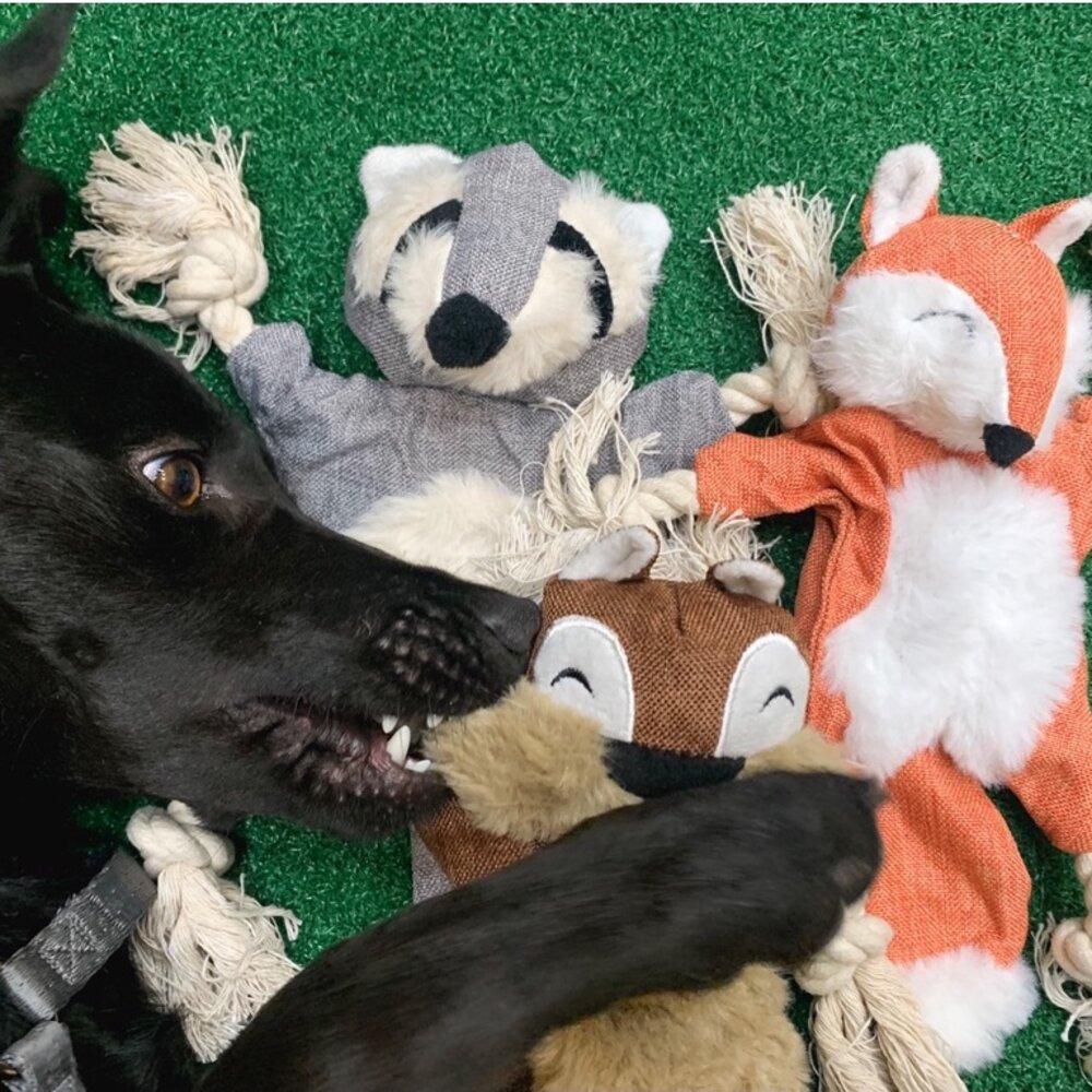 10691998919-森林小動物-毛絨發聲磨牙寵物玩具 狗玩具 拉扯玩具 響紙  狗玩具毛掌櫃寵物店