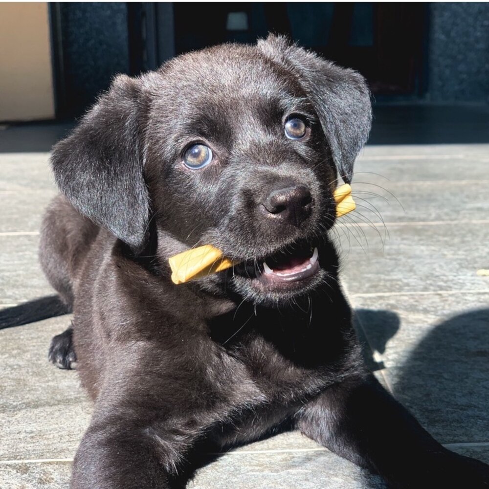 12803526801-餵根蔬 Vegansu 蔬食潔牙骨 250g 純素潔牙骨 薄荷 榴槤 香蕉 鳳梨 狗零食毛掌櫃寵物店