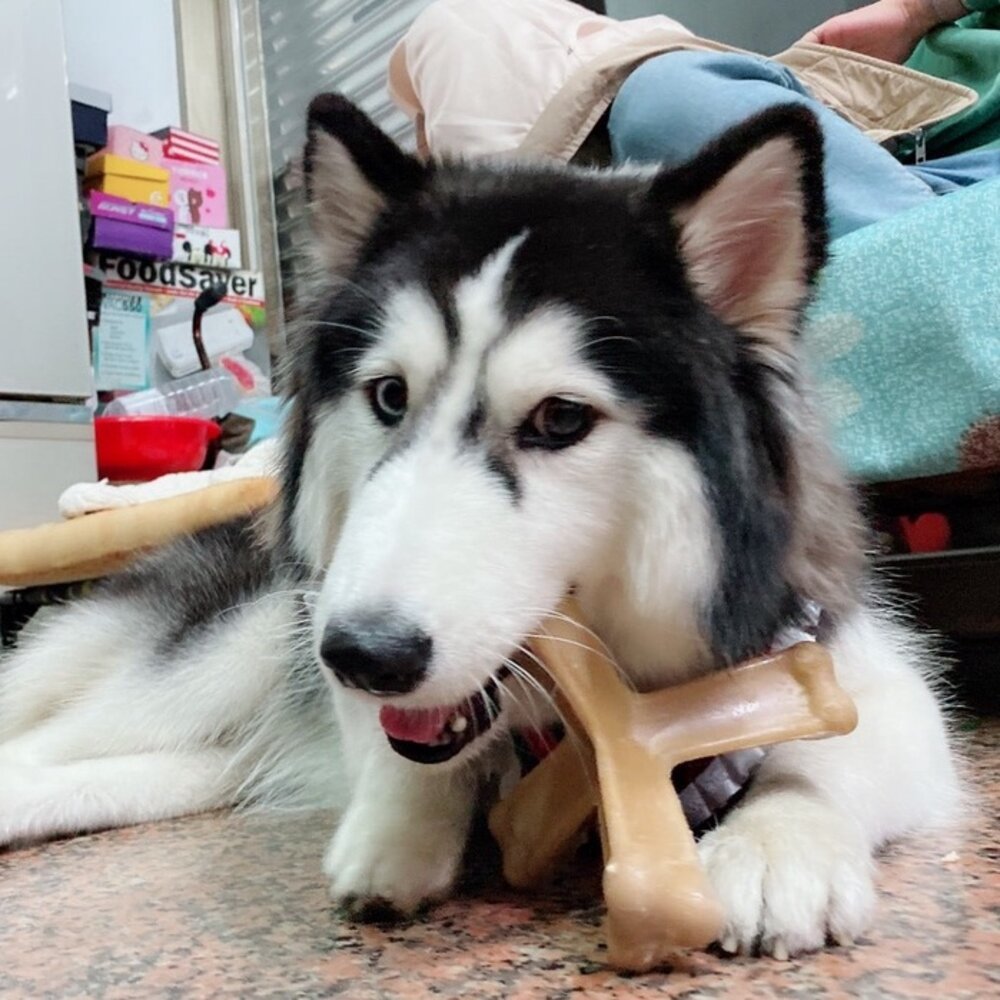 Quado Q樂多 四柱立體潔牙骨 犬用磨牙解憂神器 潔牙骨 狗零食毛掌櫃寵物店-圖片-3