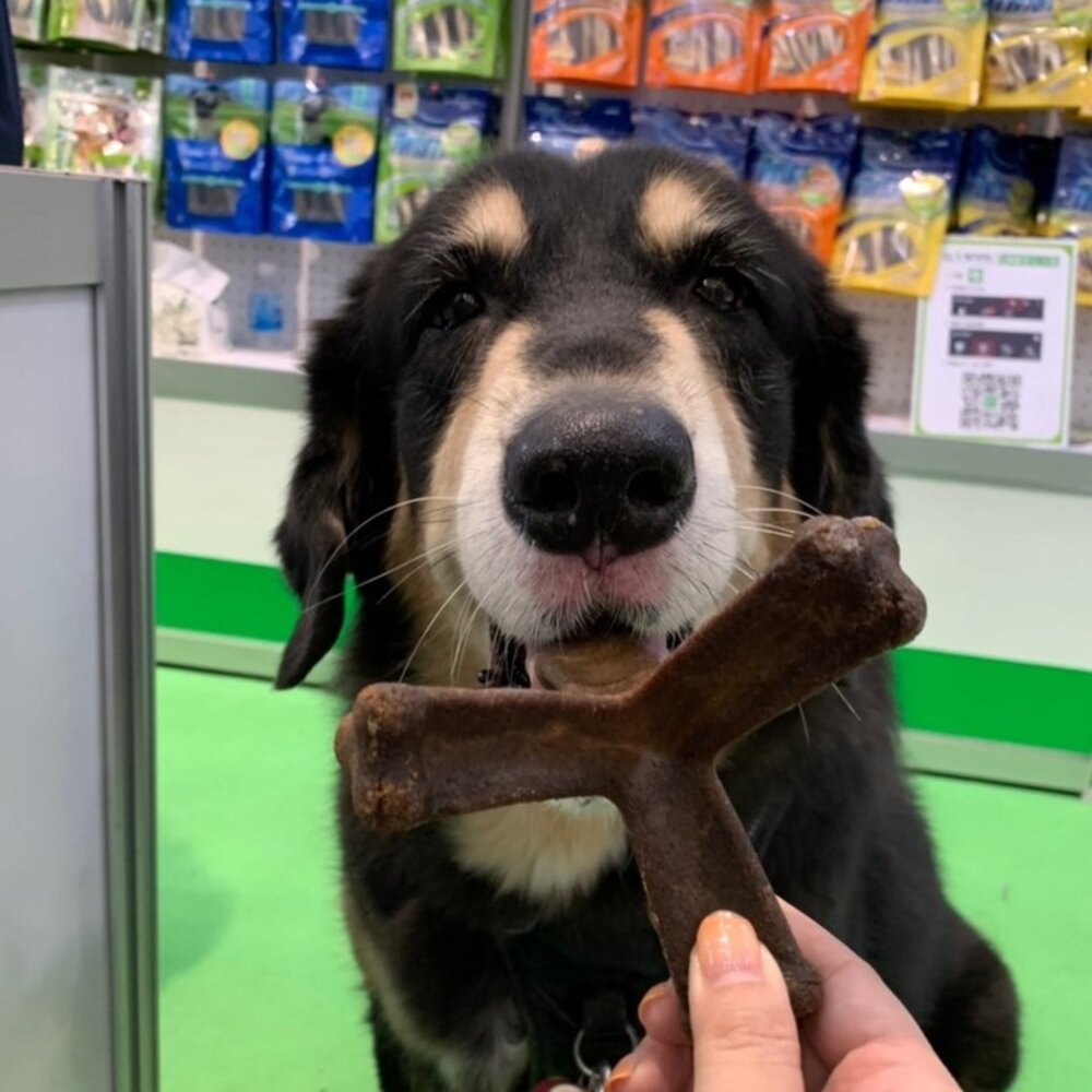 Quado Q樂多 四柱立體潔牙骨 犬用磨牙解憂神器 潔牙骨 狗零食毛掌櫃寵物店-圖片-4