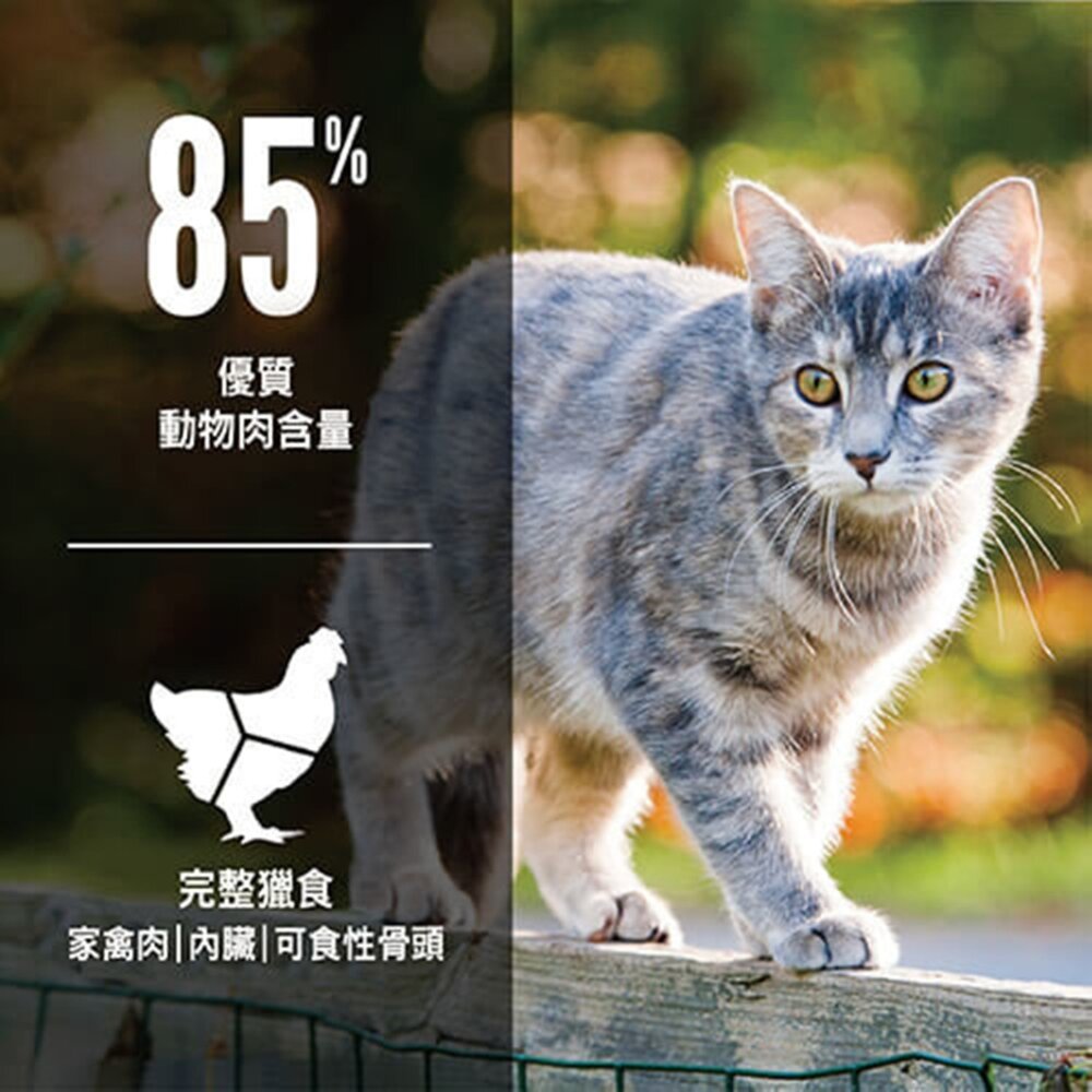 歐睿健 Orijen Cat 貓糧 渴望 六種鮮魚 室內貓 野牧鮮雞 貓飼料毛掌櫃寵物店-圖片-1