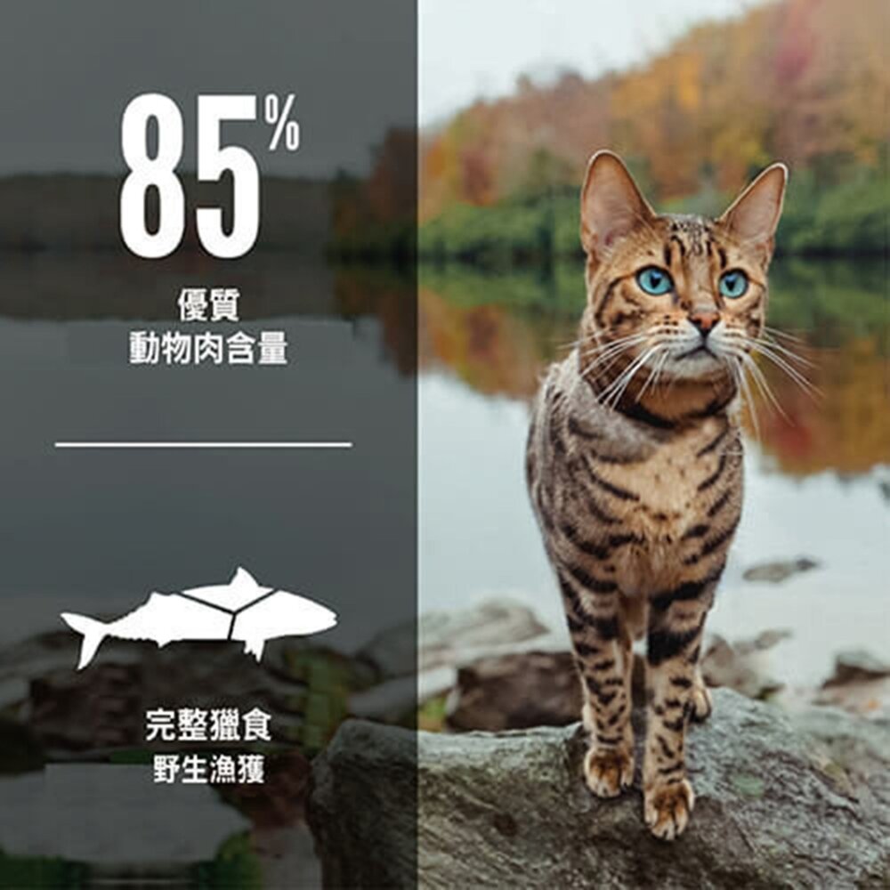 歐睿健 Orijen Cat 貓糧 渴望 六種鮮魚 室內貓 野牧鮮雞 貓飼料毛掌櫃寵物店-圖片-4