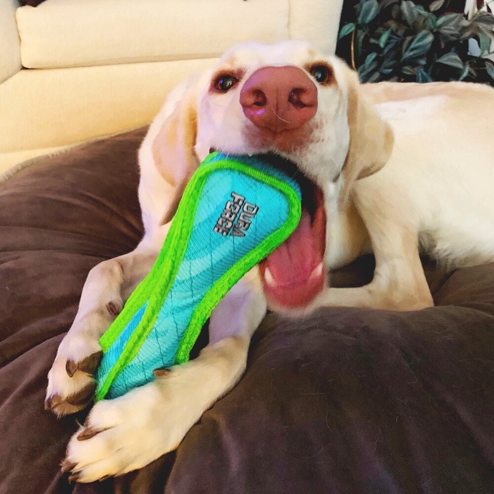 DURAFORCE 美國 超級丟拉玩具 狗玩具 防水耐咬玩具 狗玩具毛掌櫃寵物店-圖片-2