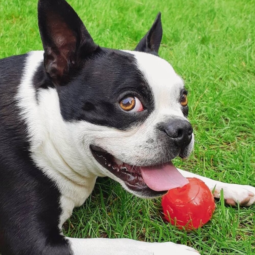 美國 KONG 狗狗球球全品項 果凍啾啾圓球 果凍啾啾骨頭 彈力球 彈力啾啾網球 狗玩具毛掌櫃寵物店-圖片-1