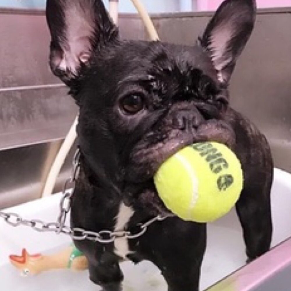 美國 KONG 狗狗球球全品項 果凍啾啾圓球 果凍啾啾骨頭 彈力球 彈力啾啾網球 狗玩具毛掌櫃寵物店-圖片-2