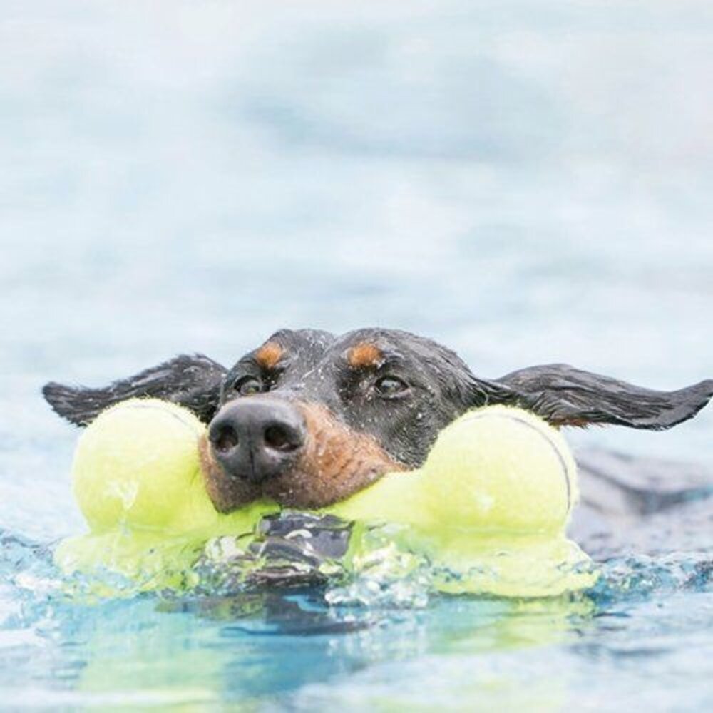 美國 KONG 狗狗球球全品項 果凍啾啾圓球 果凍啾啾骨頭 彈力球 彈力啾啾網球 狗玩具毛掌櫃寵物店-圖片-3