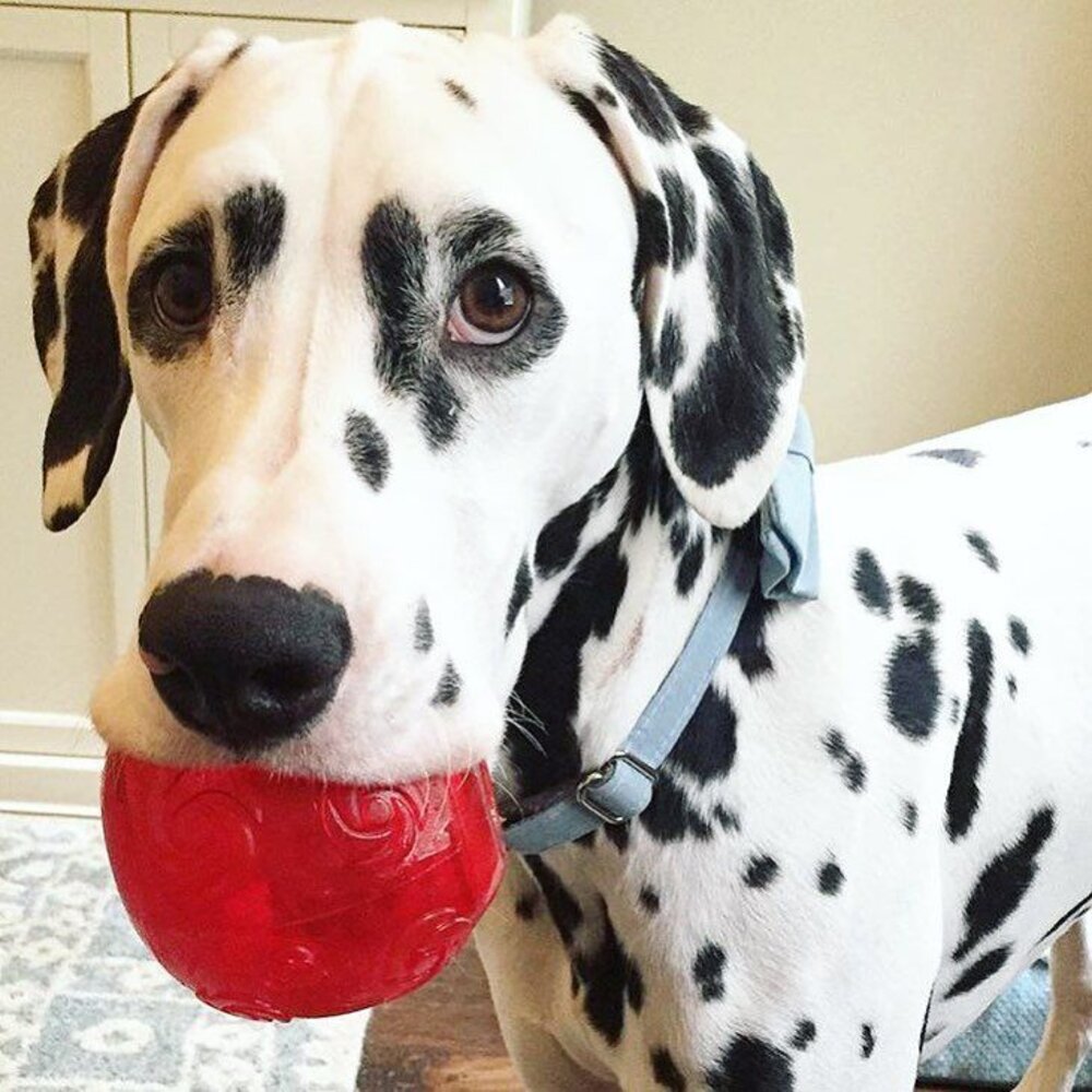 17216221919-美國 KONG 狗狗球球全品項 果凍啾啾圓球 果凍啾啾骨頭 彈力球 彈力啾啾網球 狗玩具毛掌櫃寵物店