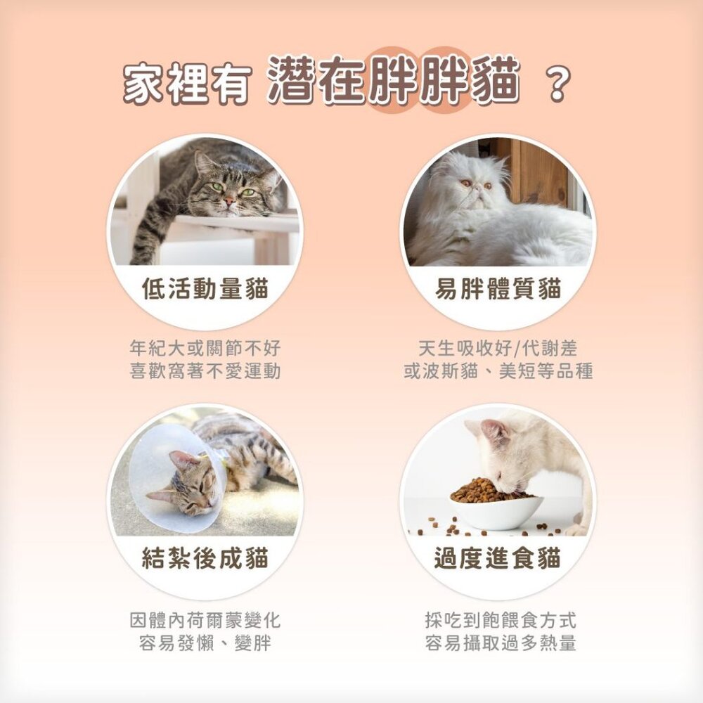 汪喵星球 貓咪低脂無膠主食罐 腎貓 低脂罐 肥胖貓 貓咪 主食罐 貓罐頭毛掌櫃寵物店-圖片-3