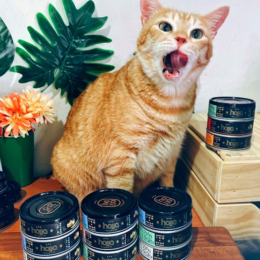 22307753801-hojja 賀家 主食貓罐 無穀 貓罐頭毛掌櫃寵物店