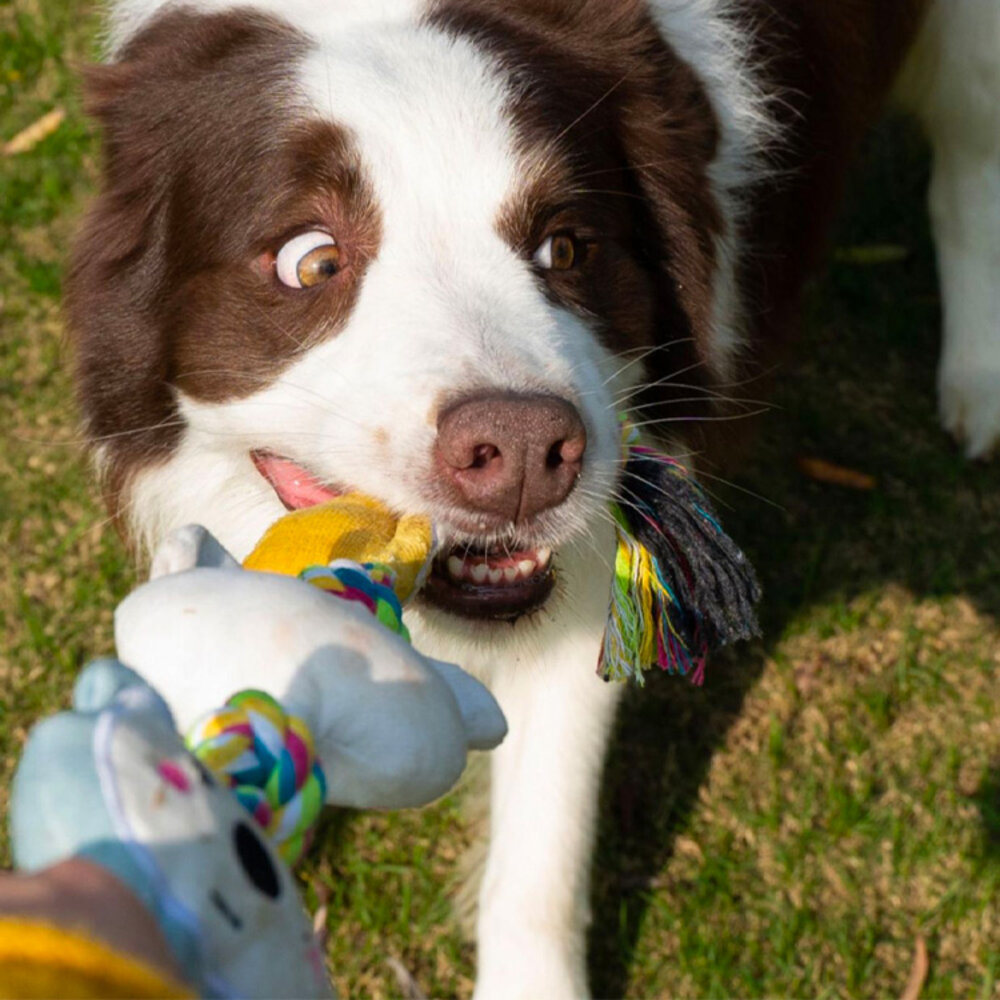 22339381962-小怪獸拉扯玩具 狗狗玩具 結繩 耐咬玩具毛掌櫃寵物店