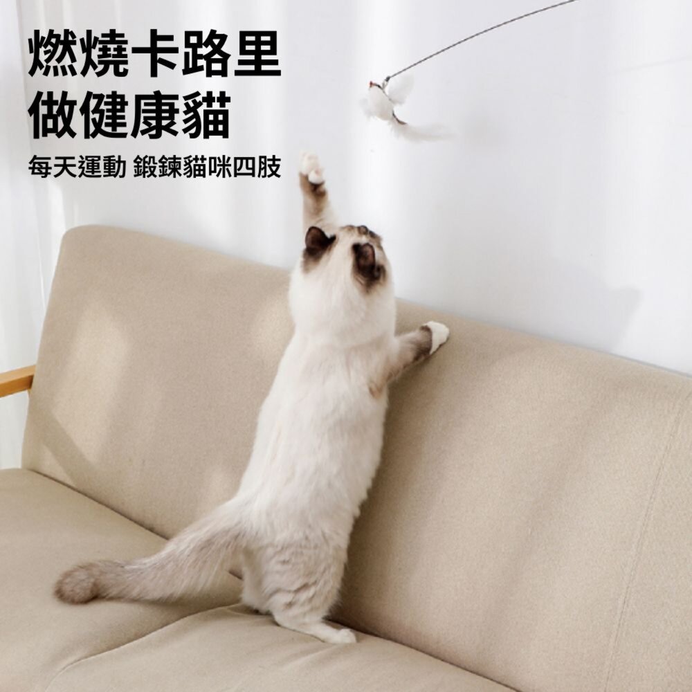 NeeBoo 仿真鳥 逗貓棒替換頭 仿真鳥 昆蟲 替換頭 羽毛逗貓棒 小鳥逗貓棒 幼貓玩具 貓玩具 逗貓棒毛掌櫃寵物店-圖片-4