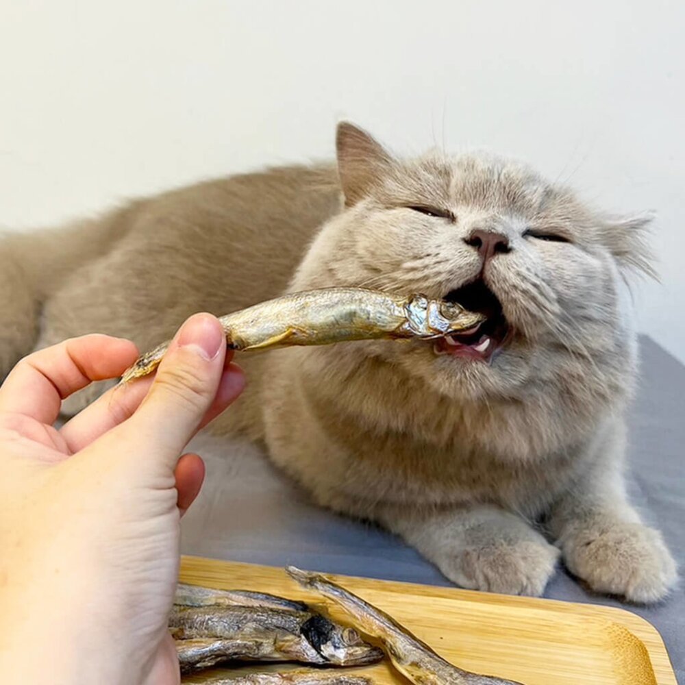 長靴貓 天然原肉凍乾 凍乾零食 寵物凍乾 鱈魚 鮭魚 柳葉魚 貓咪 狗狗 貓零食 狗零食毛掌櫃寵物店-圖片-4